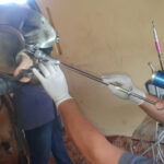 Composite-Applikationsspritze für die Pferdezahnmedizin – Bild 5