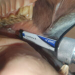 Composite-Applikationsspritze für die Pferdezahnmedizin – Bild 4